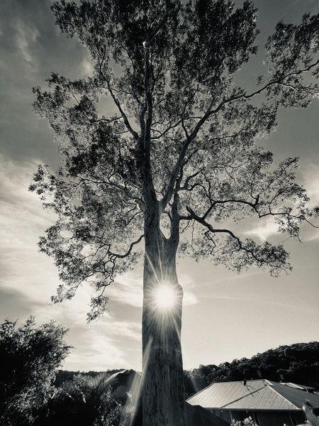 Sun Of A Tree